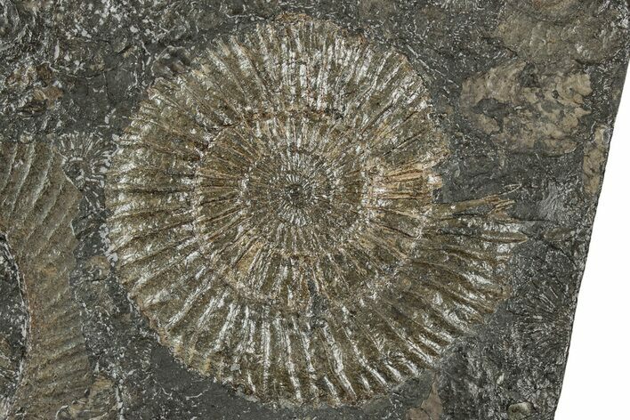 Dactylioceras Ammonite Fossil - Posidonia Shale, Germany #358353